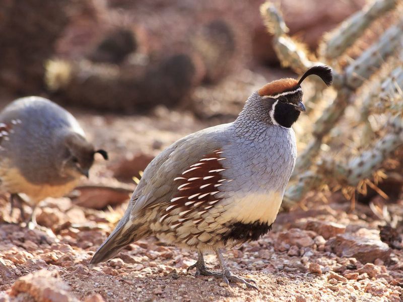 Quail Dietary Preferences