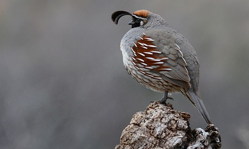 Quail Evolutionary History