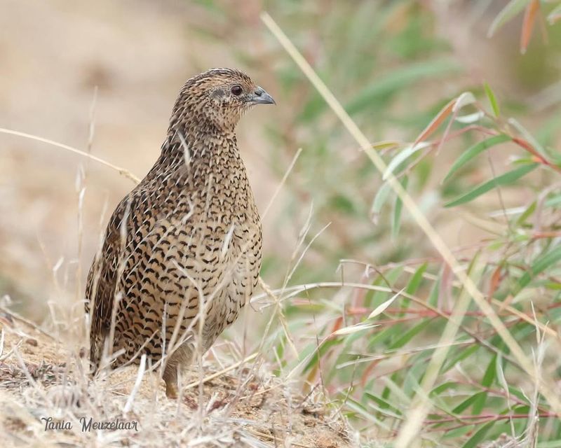 Quail Feather Patterns