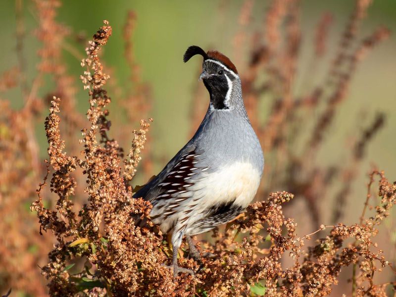 Quail Lifespan and Survival