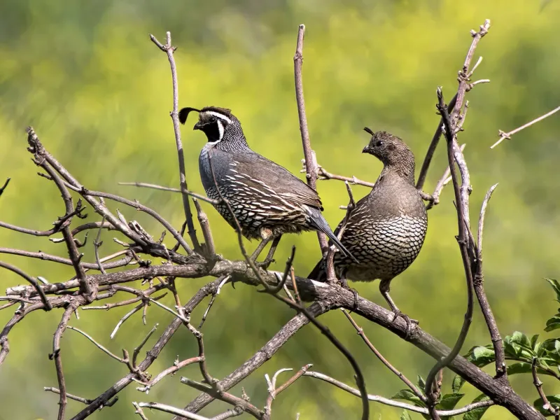 Quail Migration Patterns