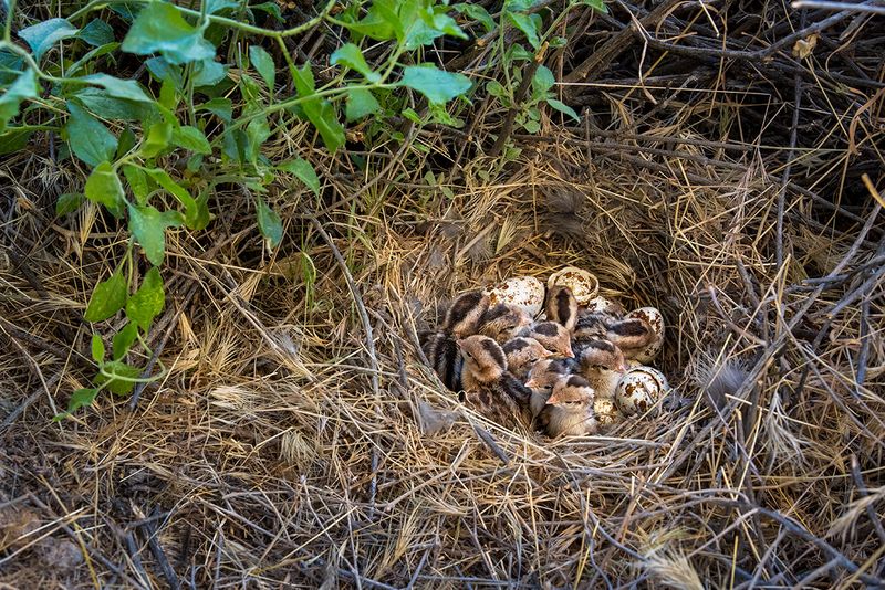 Quail Nesting Choices