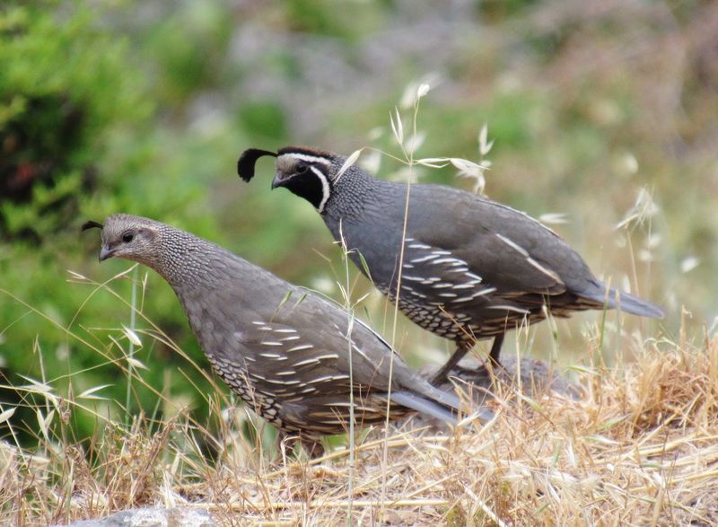 Quail Role in Ecosystem