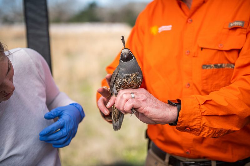 Quail Scientific Research