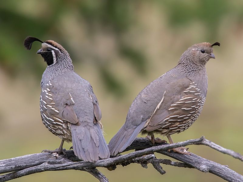 Quail Social Structure