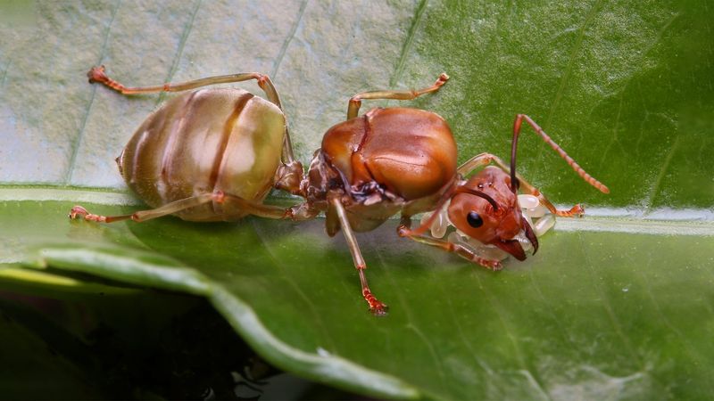Queen Ant