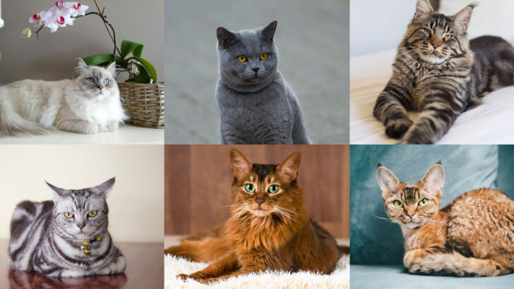 24 Quietest Cat Breeds for a Peaceful Home