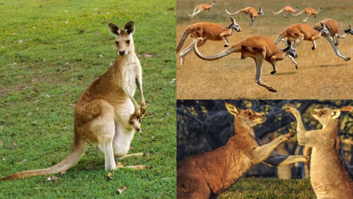 Quirky Facts about Kangaroos and Their Unique World Down Under