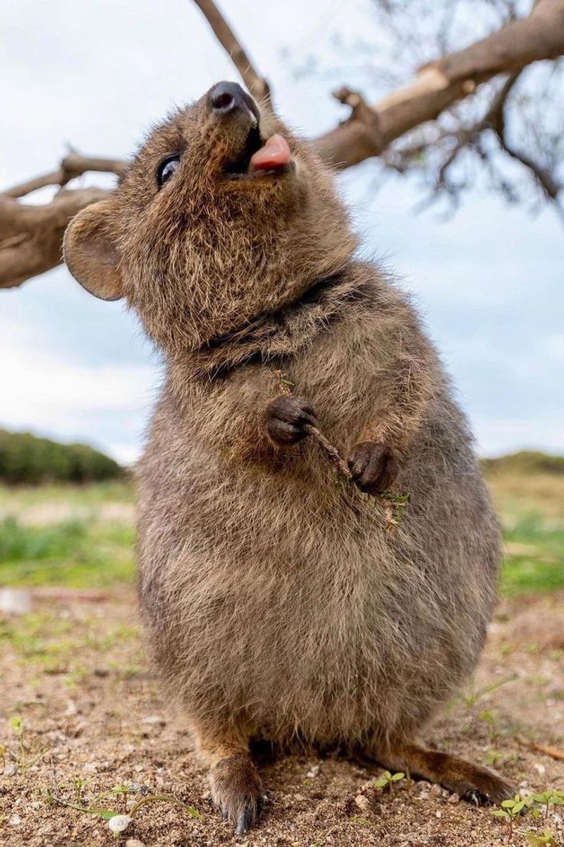 Quokka