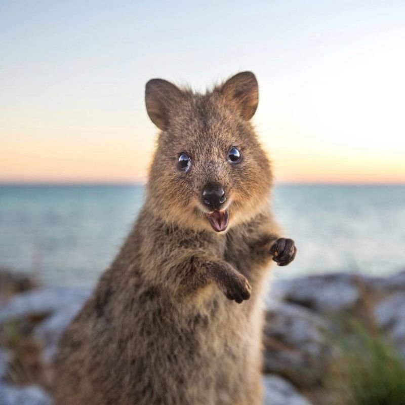 Quokka