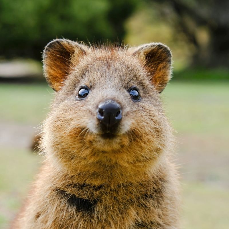 Quokka