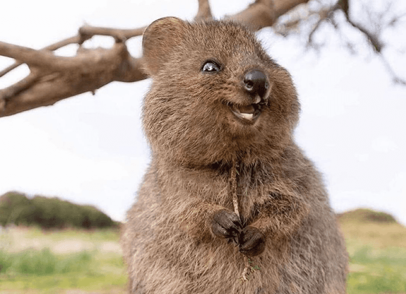 Quokka