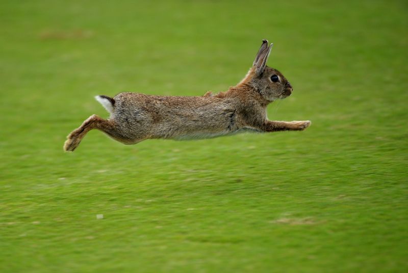 Rabbits Are Fast Runners