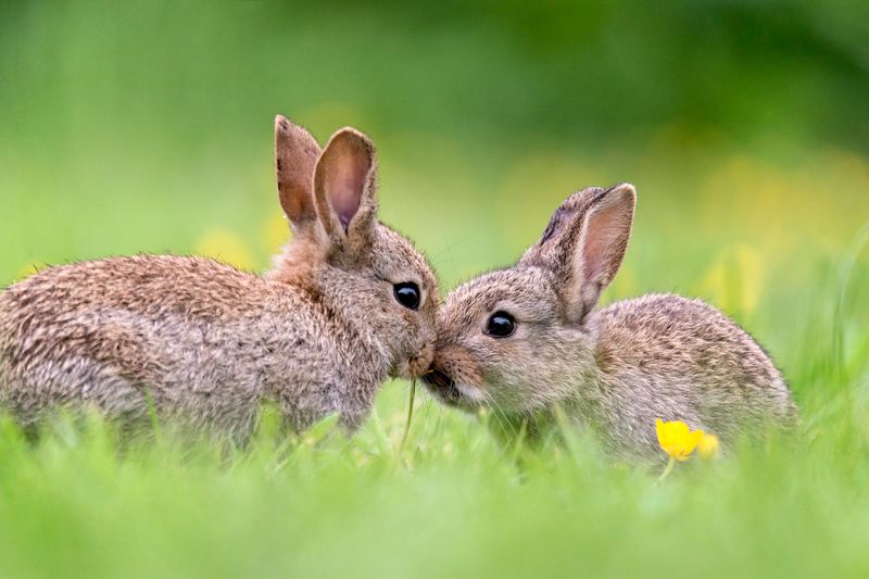 Rabbits Are Social Animals