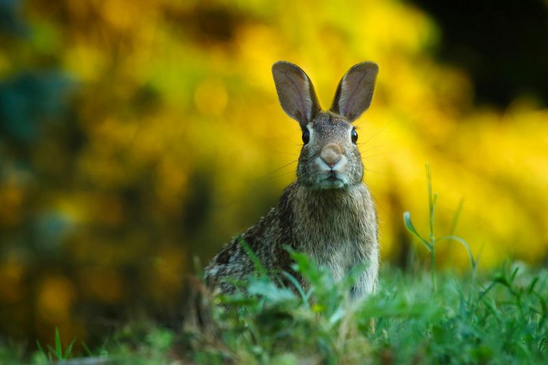 Rabbits Can't Vomit