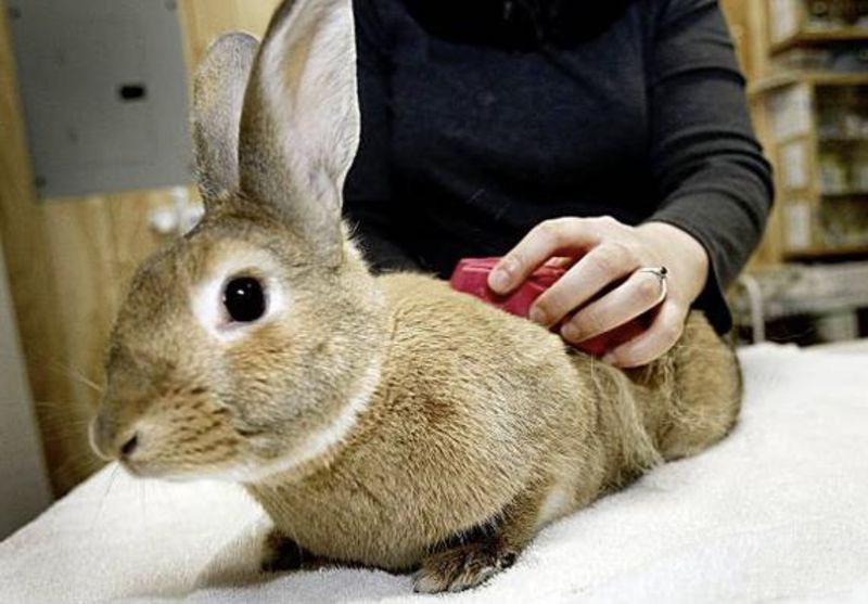 Rabbits Grooming Rituals