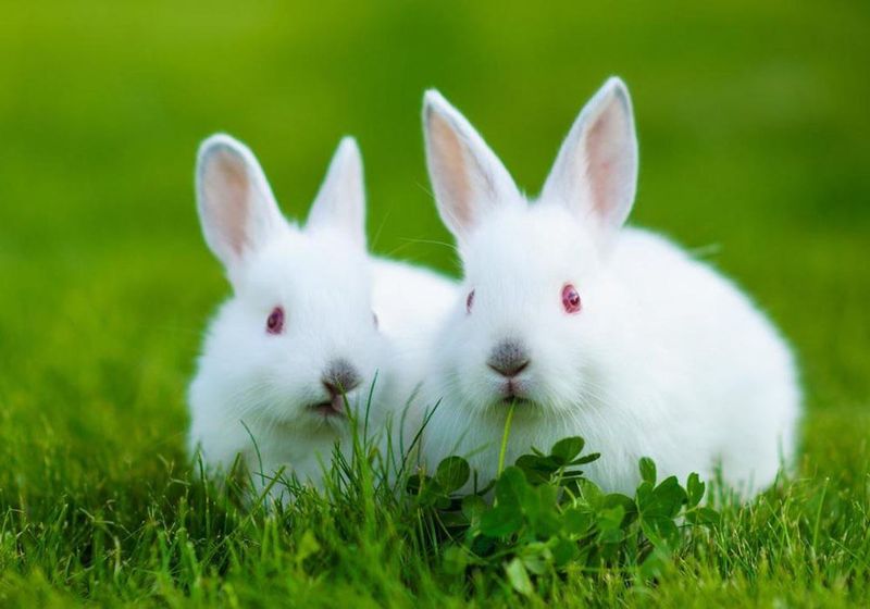 Rabbits Have 360-Degree Vision