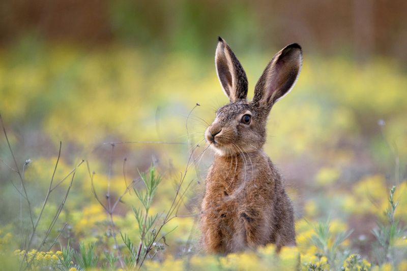 Rabbits Have Sensitive Ears