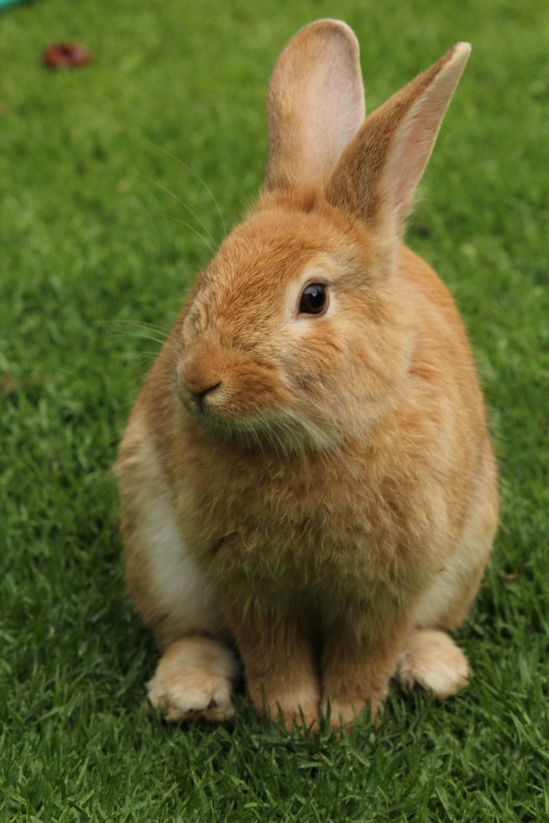 Rabbits Use Scent to Communicate