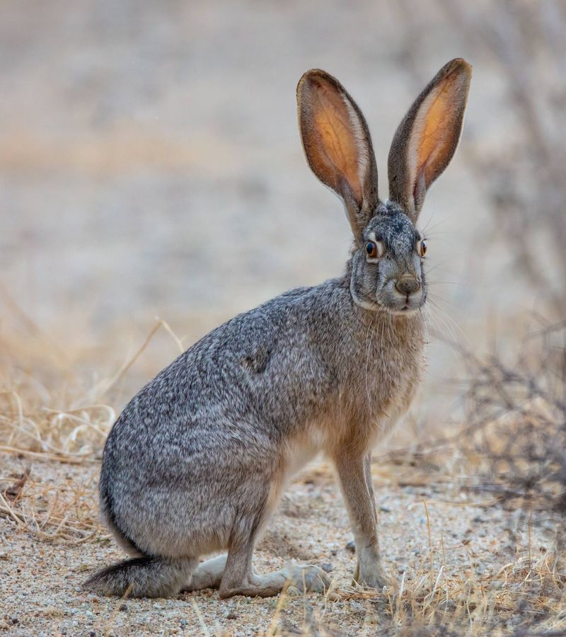 Rabbits' Powerful Hind Legs
