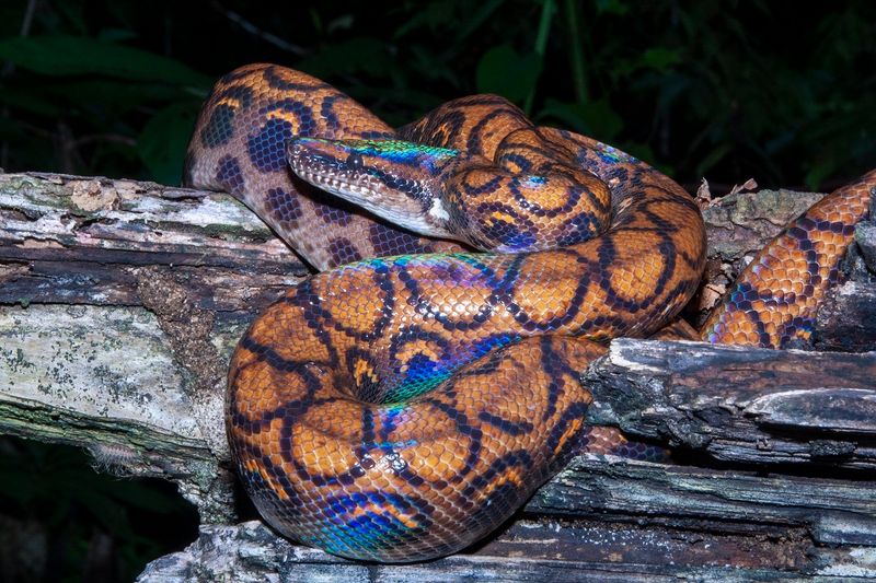 Rainbow Boa