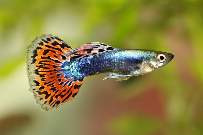 Rainbow Guppy