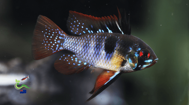 Ram Cichlid