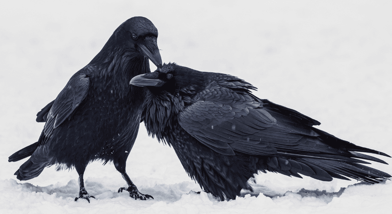 Ravens