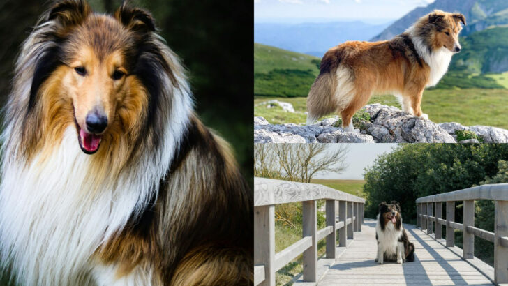 23 Reasons Shetland Sheepdogs Are the Perfect Companion