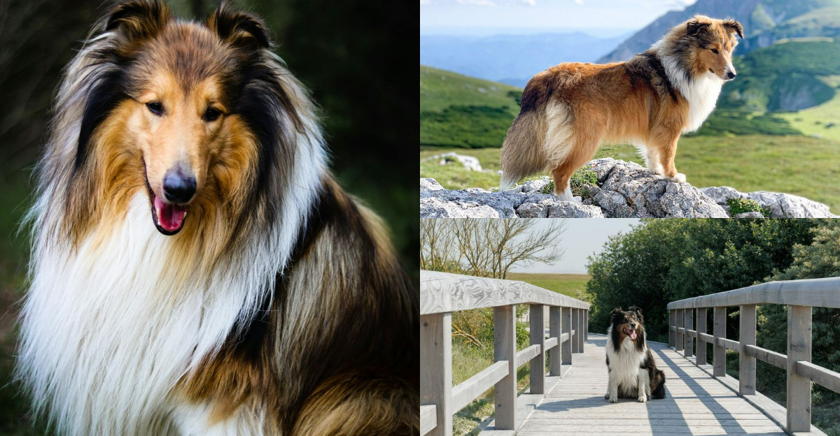 23 Reasons Shetland Sheepdogs Are the Perfect Companion - Exploring Animals