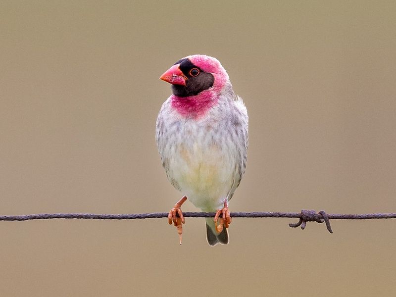 Red-Billed Quelea