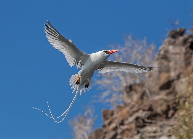 Red-Billed Tropicbird