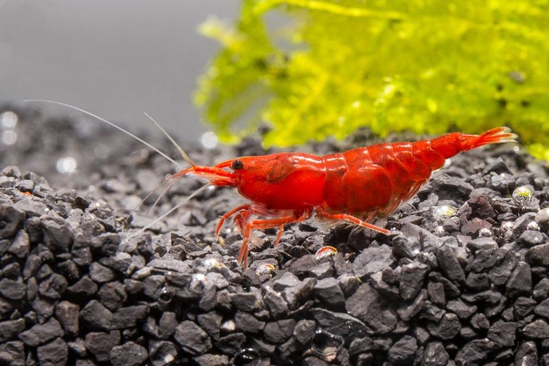 Red Cherry Shrimp