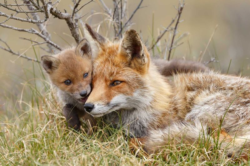 Red Foxes