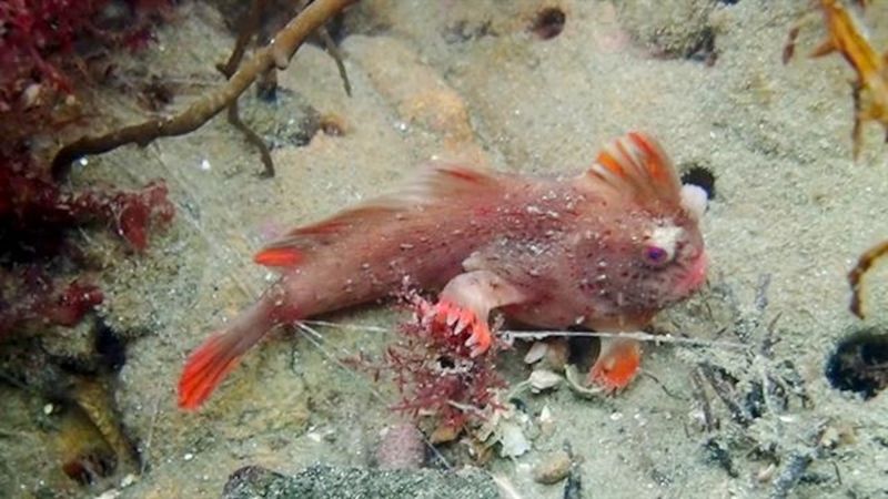 Red Handfish