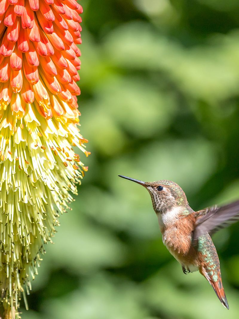 Red Hot Poker