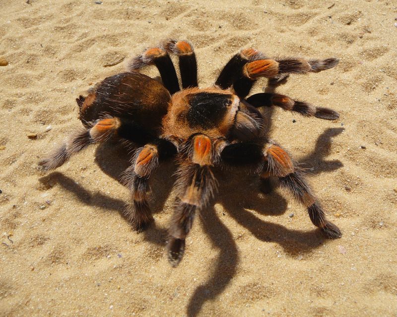 Red-Kneed Tarantula