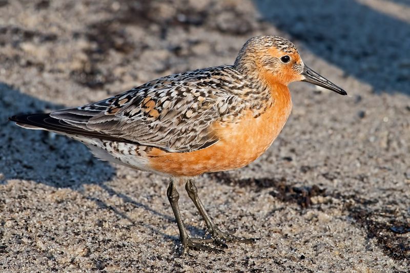 Red Knot