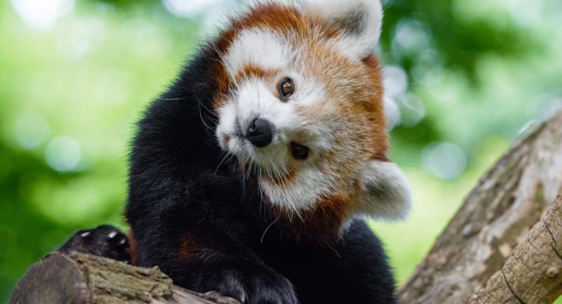 Red Panda