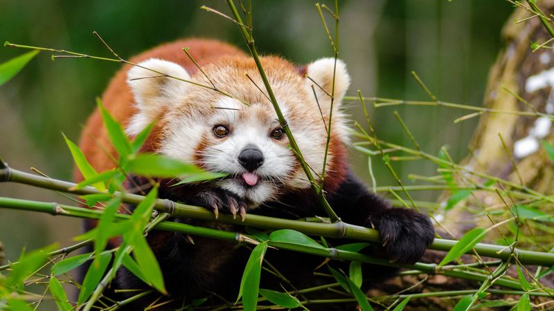 Red Pandas' Unique Appearance