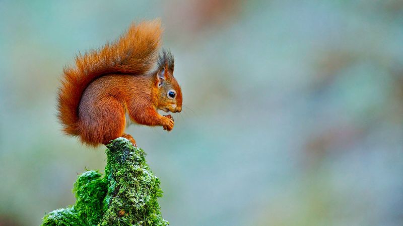 Red Squirrels