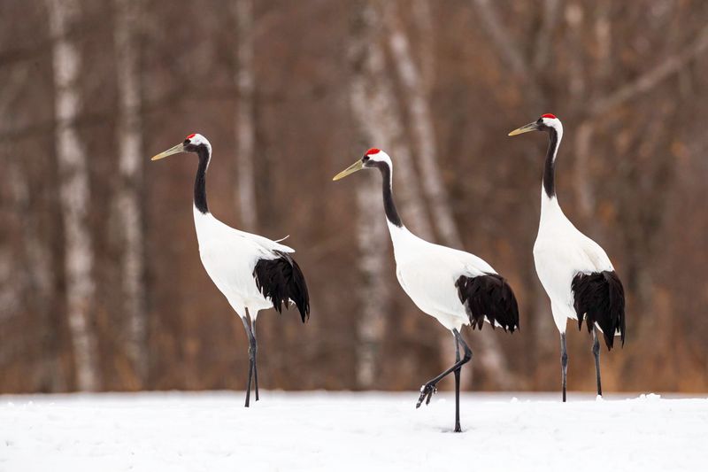 Red-crowned Crane