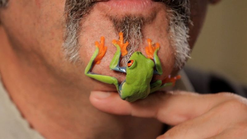 Red-eyed Tree Frog