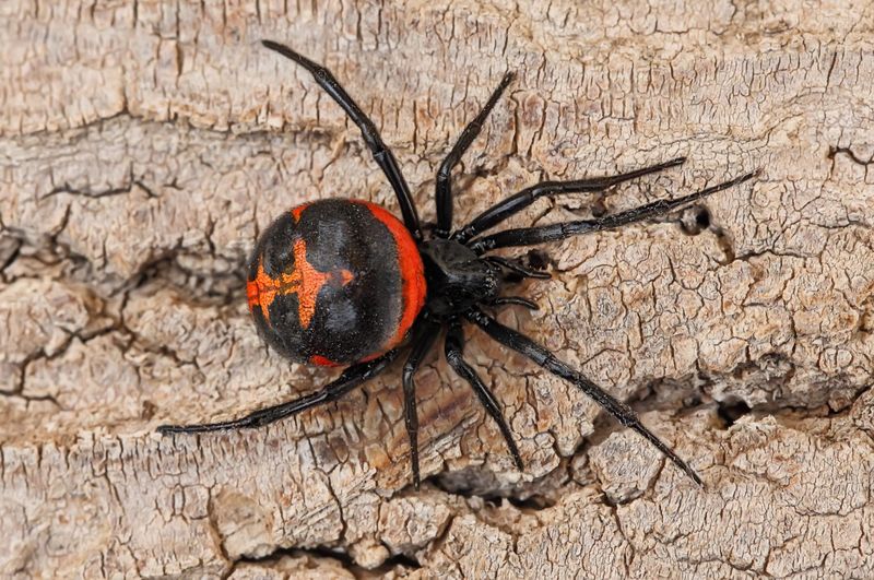 Redback Spider