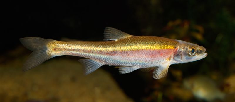 Redside Dace