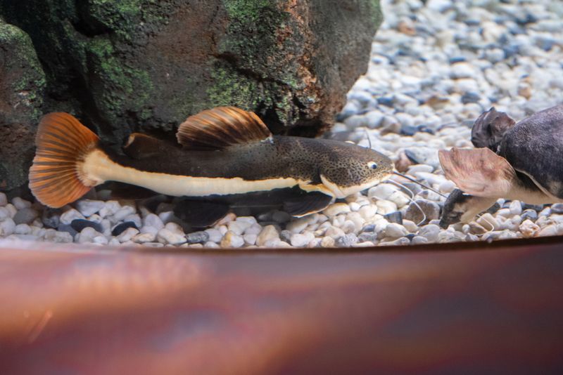 Redtail Catfish