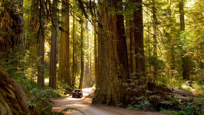 Redwood National and State Parks, California