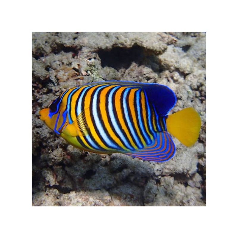 Regal Angelfish