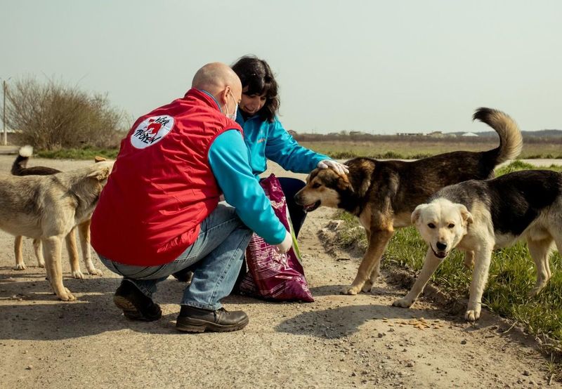 Report Injured Animals