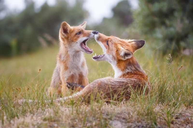 Reproductive Behavior